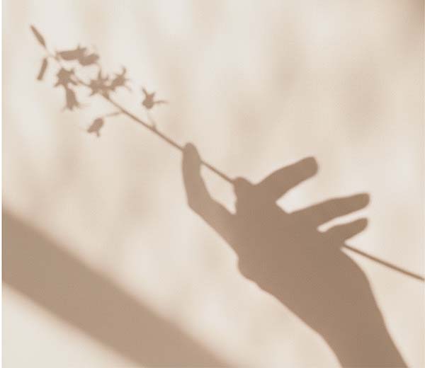 A hand shadow holding a small branch with leaves.