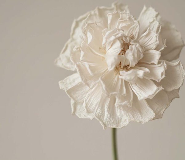 Close-up of a delicate white flower with soft petals.